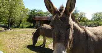 Lodges tentes Safari et Eco lodges tentes Lodges tentes Safari et Eco lodges tentes