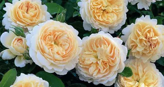 Crocus-Rosesyn-Emanuel-rose-mesnil-michel Crocus-Rosesyn-Emanuel-rose-mesnil-michel