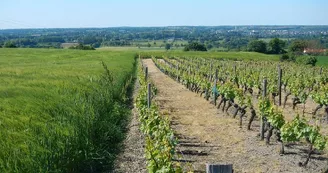 randonnee-vignes-moulins-mesnil-en-vallee (7) randonnee-vignes-moulins-mesnil-en-vallee (7)