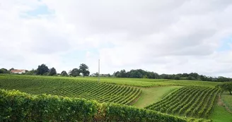 vignes-champtoceaux-drain-vvr-anjou-oa ©JB vignes-champtoceaux-drain-vvr-anjou-oa ©JB