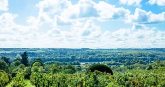 https://reservation.destination-angers.com/medias/images/prestataires/2891804-les_vignobles_de_savennieres_1763846.jpg_2