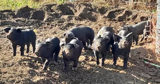 Les Ânes d'Oléron Les Ânes d'Oléron