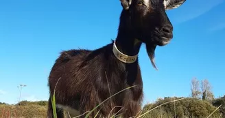 Les Ânes d'Oléron Les Ânes d'Oléron