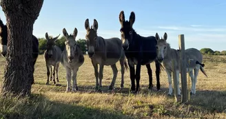 Les Ânes d'Oléron Les Ânes d'Oléron