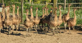 Ferme pédagogique - L'Autruche de Laurette Ferme pédagogique - L'Autruche de Laurette