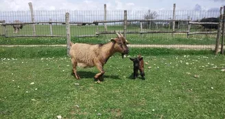 Ferme pédagogique - L'Autruche de Laurette Ferme pédagogique - L'Autruche de Laurette