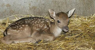 Parc aux animaux - Ferme de Magné Parc aux animaux - Ferme de Magné