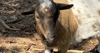 Ferme Pédagogique de La Cressonnière Ferme Pédagogique de La Cressonnière