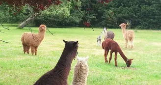 Les Alpaguettes Les Alpaguettes