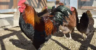 Poulailler conservatoire de la poule "La Marans" Poulailler conservatoire de la poule "La Marans"