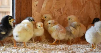 Poulailler conservatoire de la poule "La Marans" Poulailler conservatoire de la poule "La Marans"