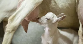 La ferme des fillaos La ferme des fillaos
