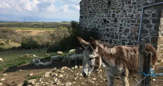 Tente Trappeur - La Ferme de Simondon Tente Trappeur - La Ferme de Simondon