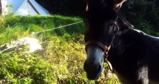 Les Faysses de l'Hêtre Les Faysses de l'Hêtre