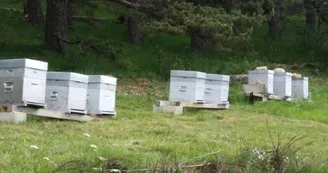 Gîte des Tranchouses : L'Oustal Gîte des Tranchouses : L'Oustal