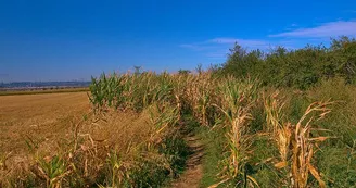 Vigy labyrinthe Vigy labyrinthe