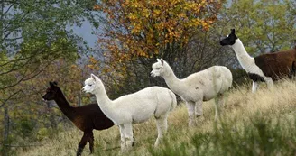 La montagne des lamas et alpagas