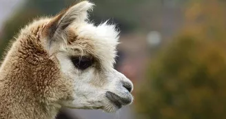 La montagne des lamas et alpagas