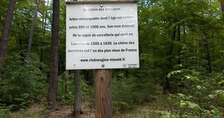 Chêne des Sorcières Chêne des Sorcières