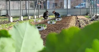 Vegetal respekt