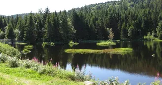 Les tourbières de Lispach et de la Ténine à La Bresse Les tourbières de Lispach et de la Ténine à La Bresse