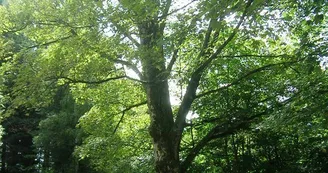 Érable sycomore