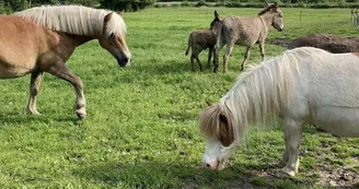 La Campagne du Ponyranch La Campagne du Ponyranch