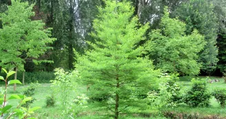 CYPRÈS CHAUVE CYPRÈS CHAUVE