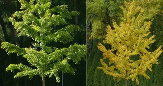 GINKGO BILOBA été - automne GINKGO BILOBA été - automne