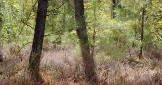 Tourbiere des landes Tourbiere des landes
