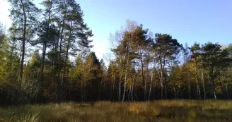 Tourbiere des Landes Tourbiere des Landes