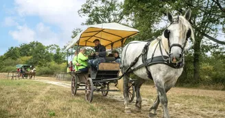 20230831_Pole-Cheval_Caleche_5046 20230831_Pole-Cheval_Caleche_5046