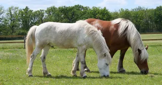 CHEVAUX CHEVAUX