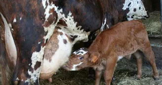 Ferme-du-Plessis-Dore---Poulaines Ferme-du-Plessis-Dore---Poulaines