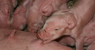 Ferme-du-Plessis-Dore---Poulaines2 Ferme-du-Plessis-Dore---Poulaines2