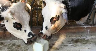 Ferme-du-Plessis-Dore---Poulaines3 Ferme-du-Plessis-Dore---Poulaines3