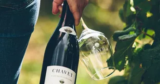 Vins dans les vignes