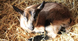FERME DES OLIVIERS FERME DES OLIVIERS
