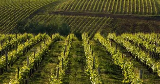Vignoble Reuilly Vignoble Reuilly