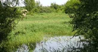 Petites mares créées sur le site Petites mares créées sur le site