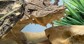 bébé tortue bébé tortue