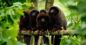 La Vallée des Singes à Romagne_10 La Vallée des Singes à Romagne_10