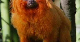 Reserve_Zoologique_de_Calviac Reserve_Zoologique_de_Calviac