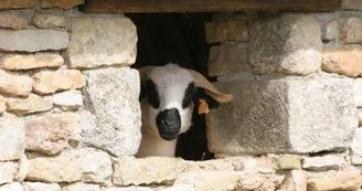 Un des moutons des cinq continents Un des moutons des cinq continents
