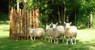 Border Leicester Mouton Village Border Leicester Mouton Village