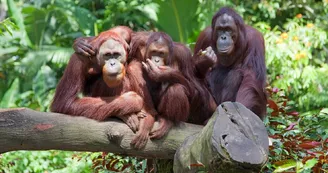 Zoo La Teste - orang outan Zoo La Teste - orang outan