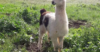 lama lama