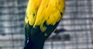 oiseaux 2025 oiseaux 2025