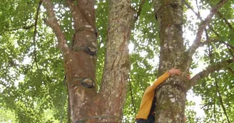 Escalad'arbres Pays d'Argentat_4 Escalad'arbres Pays d'Argentat_4