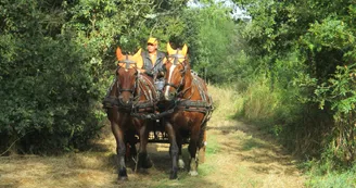 ecurie-saint-nicolas-attelage-balade-equestre-0761.JPG_1